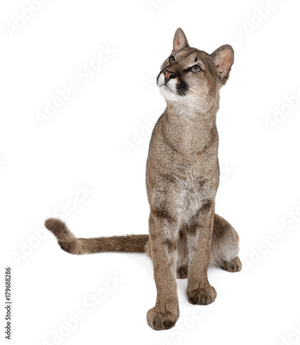 Portrait of Puma cub looking up, Puma concolor, 1 year old, sitting against white background, studio shot