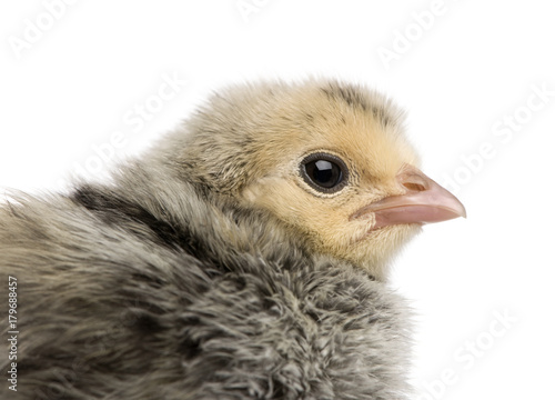 Chick  2 days old  in front of white background  studio shot