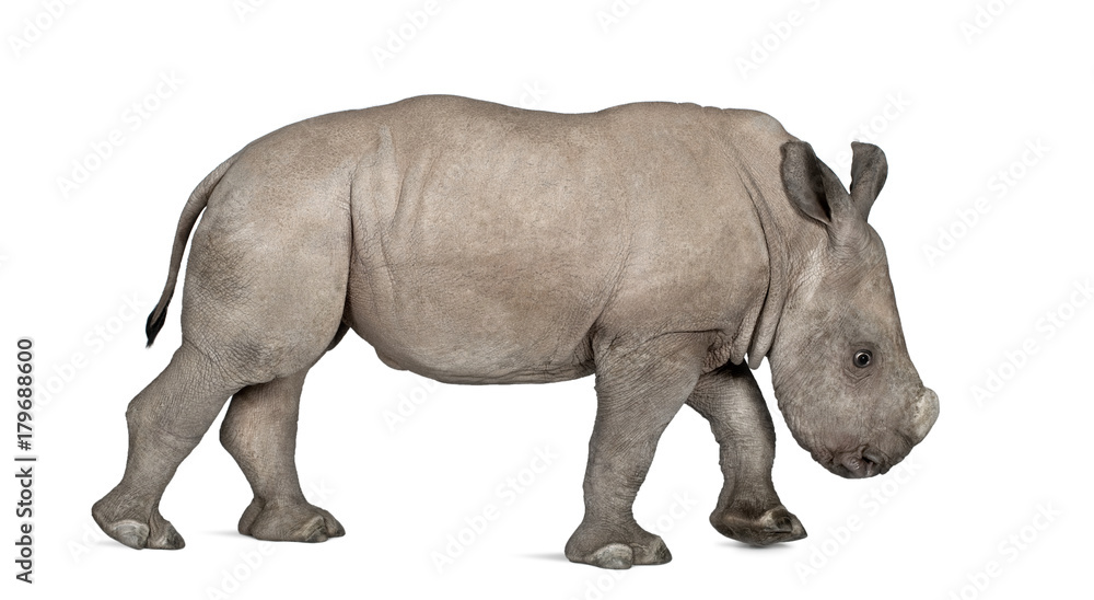 Fototapeta premium młody nosorożec biały lub nosorożec kwadratowy - Ceratotheri