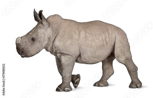 young White Rhinoceros or Square-lipped rhinoceros - Ceratotheri © Eric Isselée