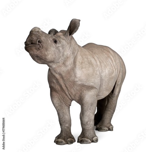 young White Rhinoceros or Square-lipped rhinoceros - Ceratotheri