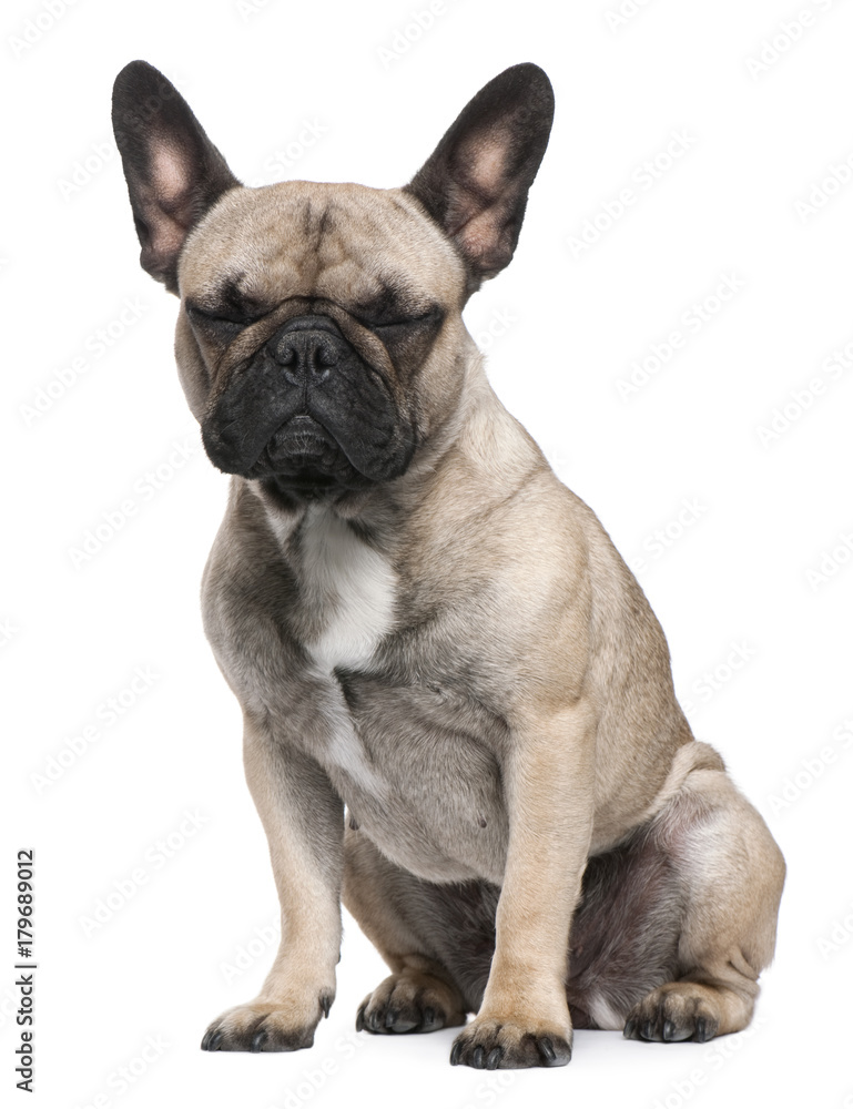 French Bulldog, 12 months old, sitting in front of white background French Bulldog, 12 months old, sitting in front of white background
