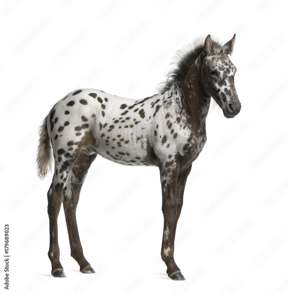 Appazon Foal, 3 months old, a crossbreed between Appaloosa and Friesian horse, standing in front of white background Appazon Foal, 3 months old, a crossbreed between Appaloosa and Friesian horse, standing in front of white background