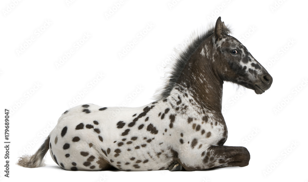 Fototapeta premium Appazon Foal, 3 miesiące, mieszaniec Appaloosa z koniem fryzyjskim, leżący na białym tle