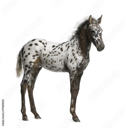 Appazon Foal, 3 months old, a crossbreed between Appaloosa and Friesian horse, standing in front of white background