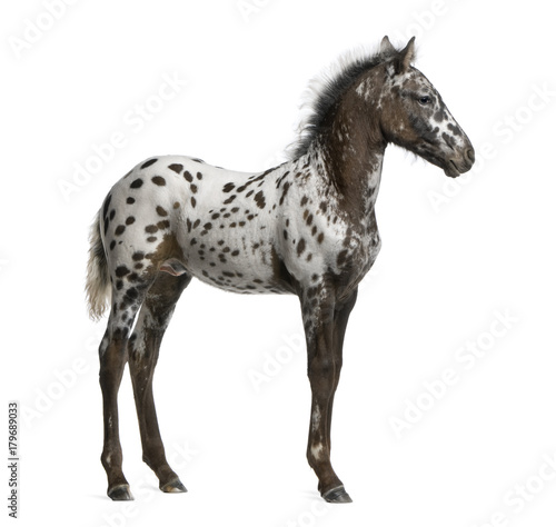 Appazon Foal  3 months old  a crossbreed between Appaloosa and Friesian horse  standing in front of  white background