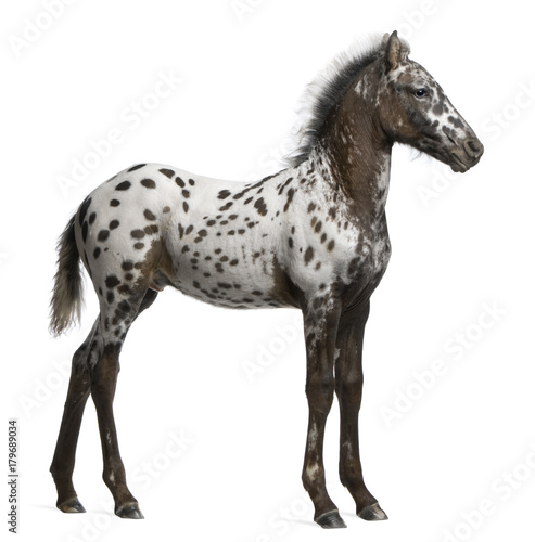 Appazon Foal, 3 months old, a crossbreed between Appaloosa and Friesian horse, standing in front of  white background © Eric Isselée