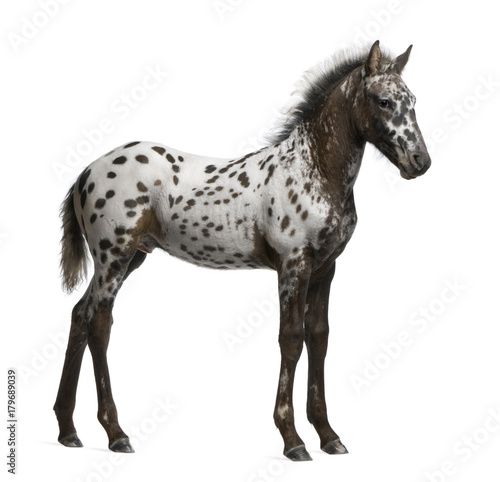 Appazon Foal  3 months old  a crossbreed between Appaloosa and Friesian horse  standing in front of  white background