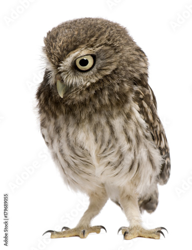 Little Owl, 50 days old, Athene noctua, standing in front of a white background