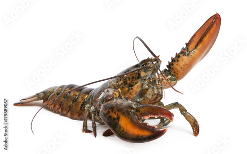 American lobster, Homarus americanus, in front of white background