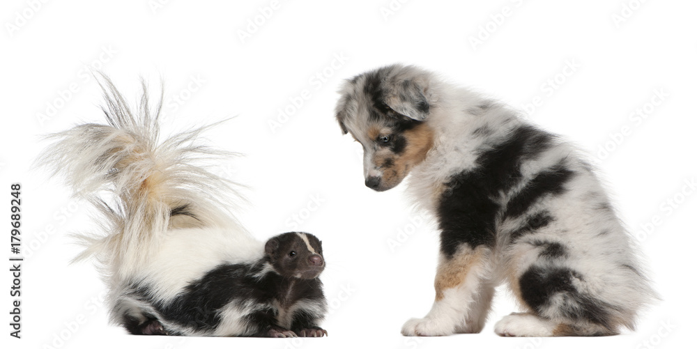Blue Merle Australian Shepherd puppy, 10 weeks old, looking at Striped Skunk, Mephitis Mephitis, 5 years old, sitting in front of white background Blue Merle Australian Shepherd puppy, 10 weeks old, looking at Striped Skunk, Mephitis Mephitis, 5 years old, sitting in front of white background