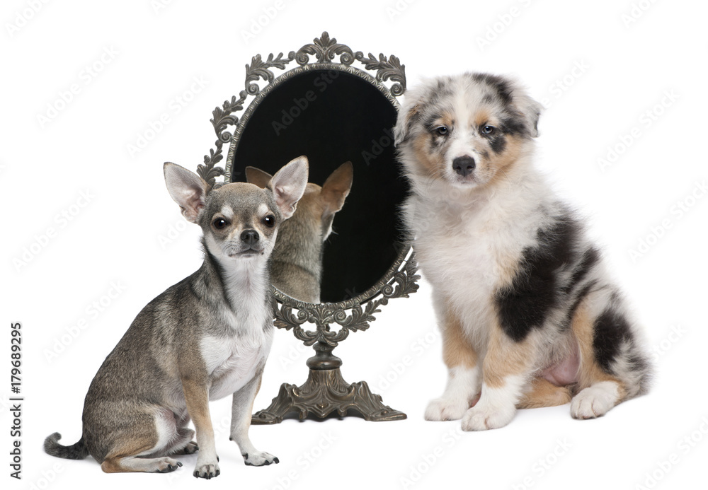 Chihuahua and puppy with mirror sitting in front of white background