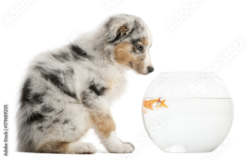 puppy looking at Goldfish, Carassius Auratus, swimming in fish bowl in front of white background