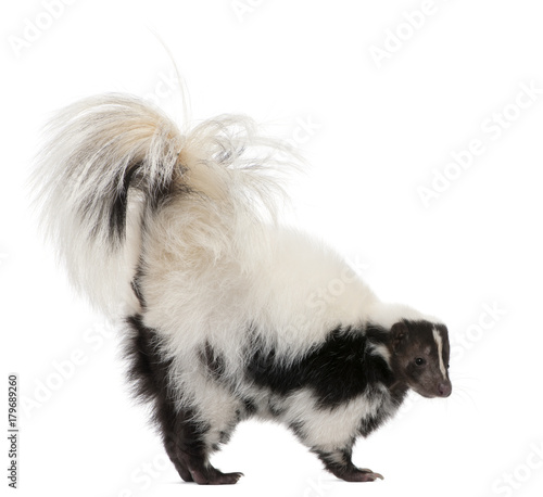 Striped Skunk, Mephitis Mephitis, 5 years old, standing in front of white background