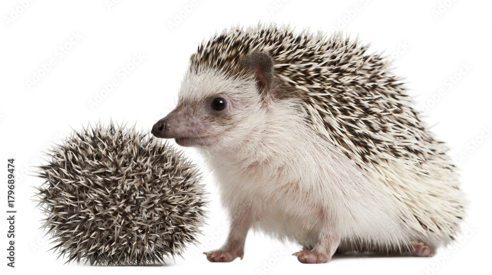 Obraz premium Four-toed Hedgehogs, Atelerix albiventris, 3 weeks old, in front of white background