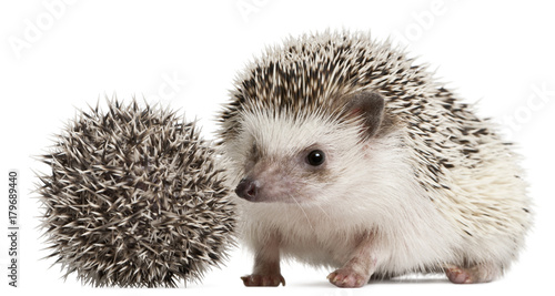 Fototapeta Naklejka Na Ścianę i Meble -  Four-toed Hedgehogs, Atelerix albiventris, 3 weeks old, in front of white background