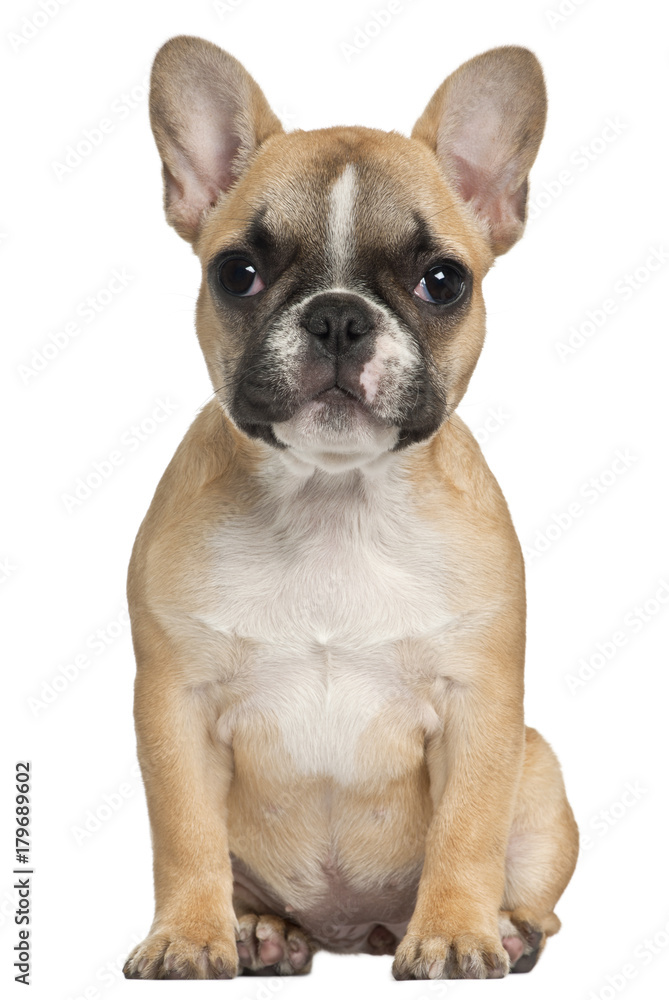 French Bulldog puppy, 3 and a half months old, sitting in front of white background French Bulldog puppy, 3 and a half months old, sitting in front of white background