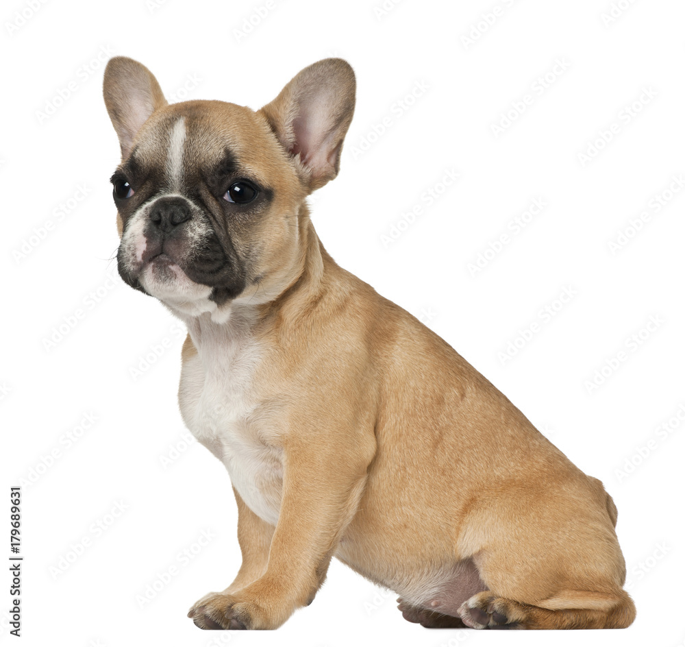 French Bulldog puppy, 3 and a half months old, sitting in front of white background French Bulldog puppy, 3 and a half months old, sitting in front of white background