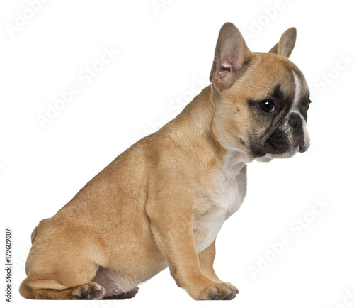 French Bulldog puppy  3 and a half months old  sitting in front of white background