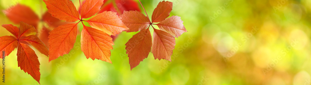 image of autumn leaves close-up image of autumn leaves close-up
