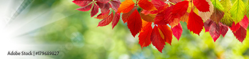 image of autumn leaves close-up