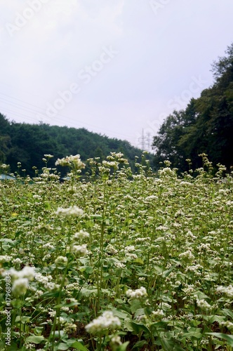 Wallpaper Mural 메밀꽃 Torontodigital.ca