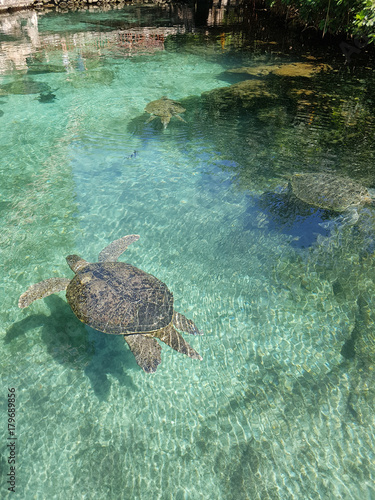 marine turtles in xcaret