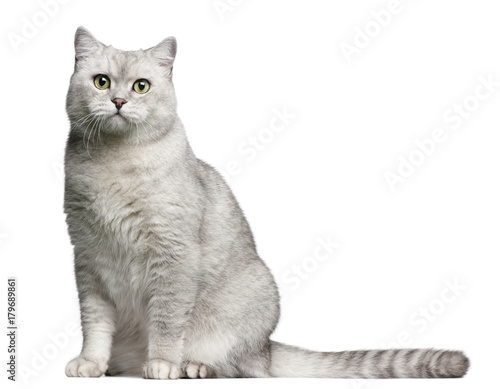 British Shorthair cat, 4 years old, sitting in front of white background