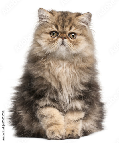 Fototapeta Naklejka Na Ścianę i Meble -  Persian Kitten, 3 months old, sitting in front of white background