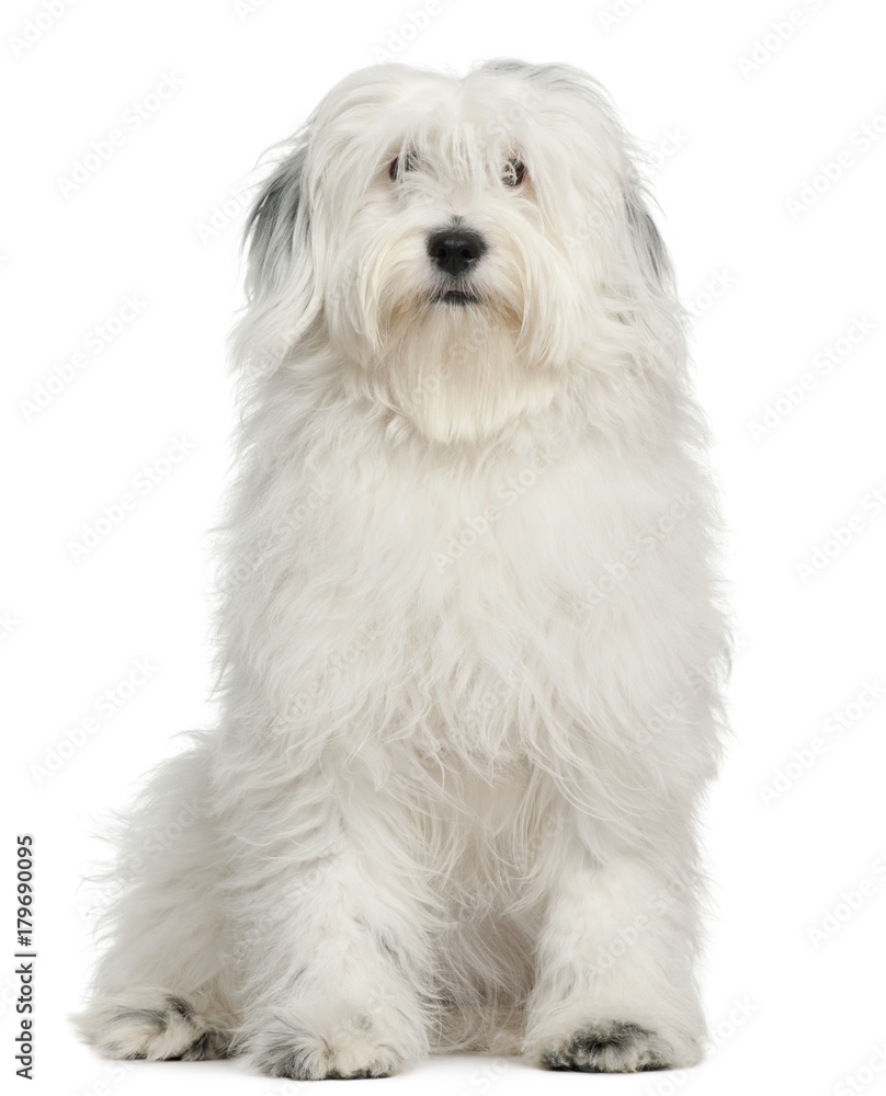 Tibetan Terrier, 1 year old, sitting in front of white background