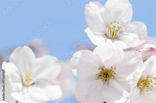 桜のソメイヨシノ