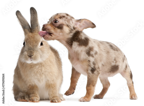 Chihuahua licking a rabbit in front of white background
