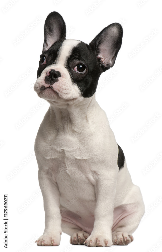 French Bulldog puppy, 3 and a half months old, sitting in front of white background
