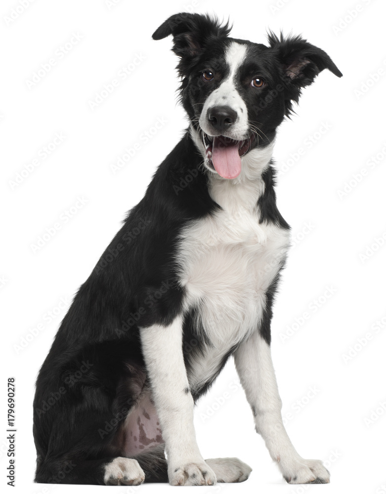 Border Collie puppy, 5 months old, sitting in front of white background Border Collie puppy, 5 months old, sitting in front of white background