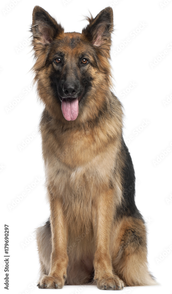 German Shepherd Dog, 2 and a half years old, sitting in front of white background German Shepherd Dog, 2 and a half years old, sitting in front of white background