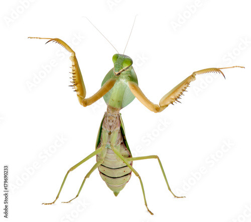 Female Praying Mantis, Rhombodera Basalis, in front of white background photo