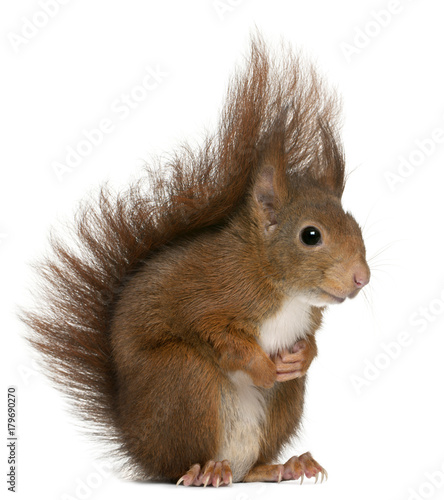 Εκτύπωση καμβά Eurasian red squirrel, Sciurus vulgaris, 4 years old, in front of white backgrou