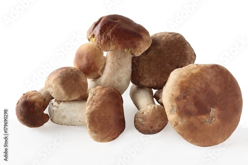 tasty edible mushrooms cepe