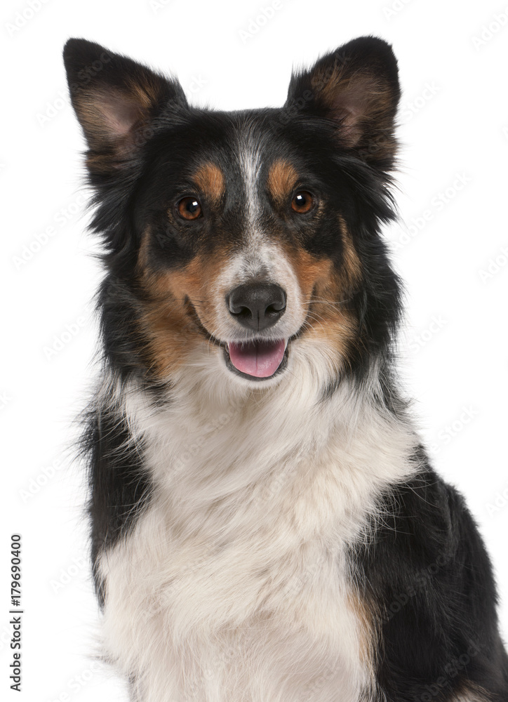 Close-up of Border Collie, in front of white background