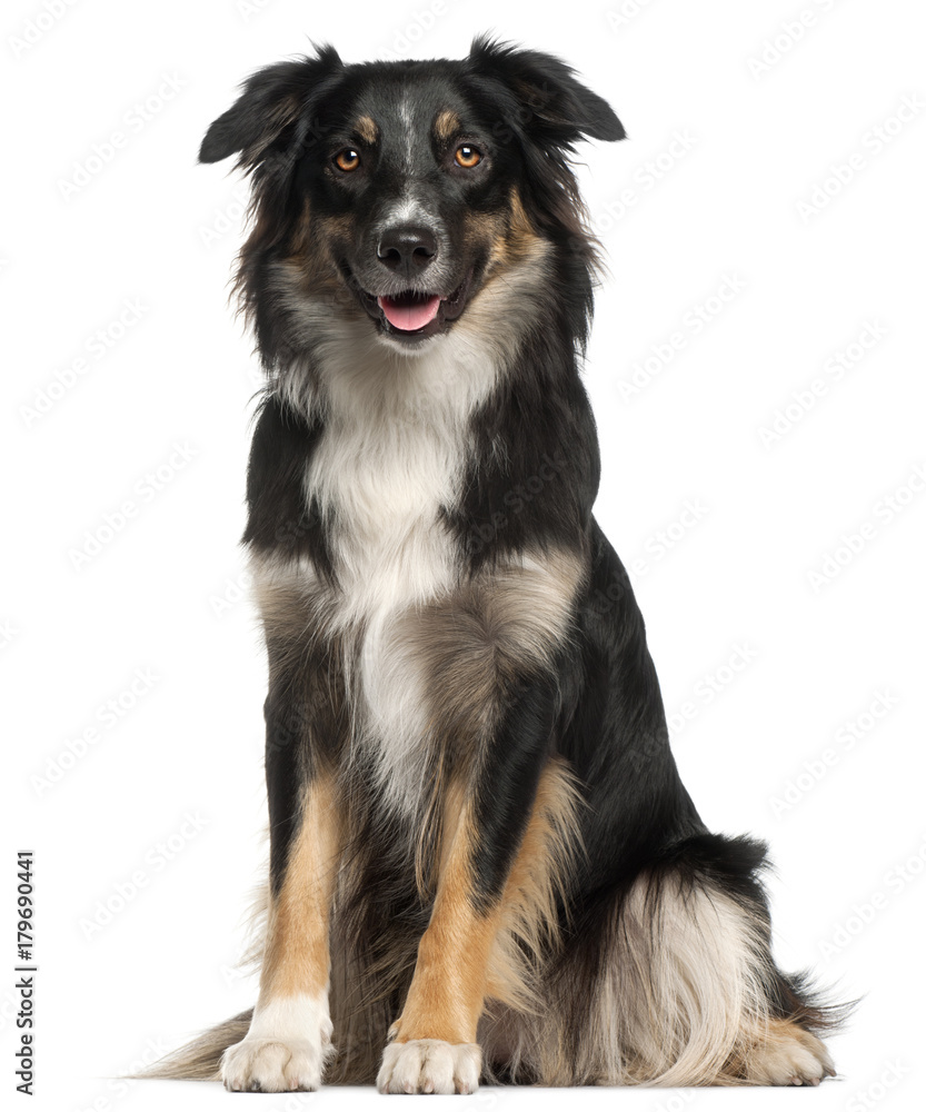 Australian Shepherd dog, 1 year old, sitting in front of white background Australian Shepherd dog, 1 year old, sitting in front of white background