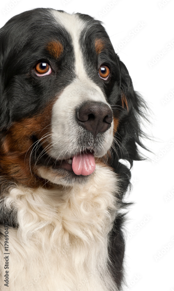 Close-up of Bernese Mountain Dog, 20 months old, panting in front of white background Close-up of Bernese Mountain Dog, 20 months old, panting in front of white background
