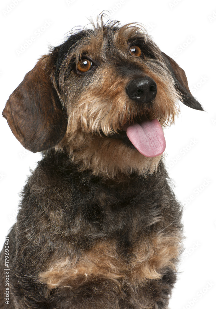 Close-up of Dachshund panting, 9 years old, in front of white background