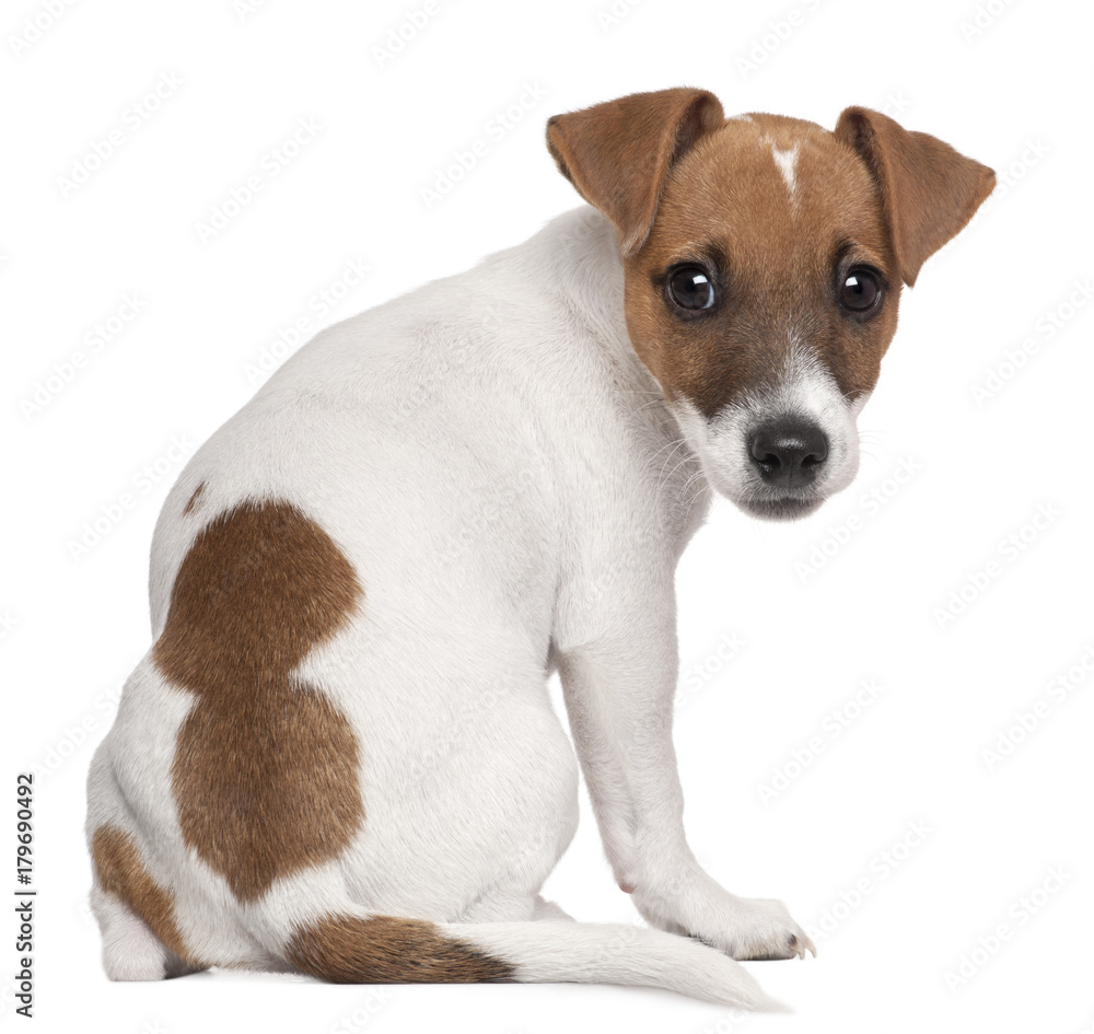 Jack Russell Terrier puppy, 3 months old, sitting in front of white background