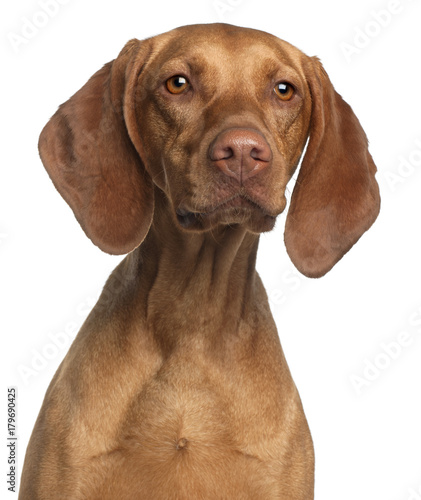 Close-up of Vizsla  2 years old  in front of white background