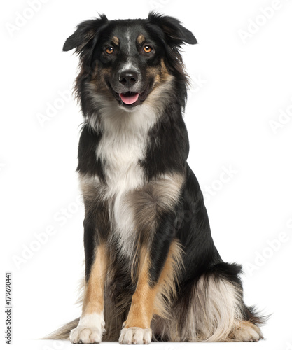 Australian Shepherd dog, 1 year old, sitting in front of white background