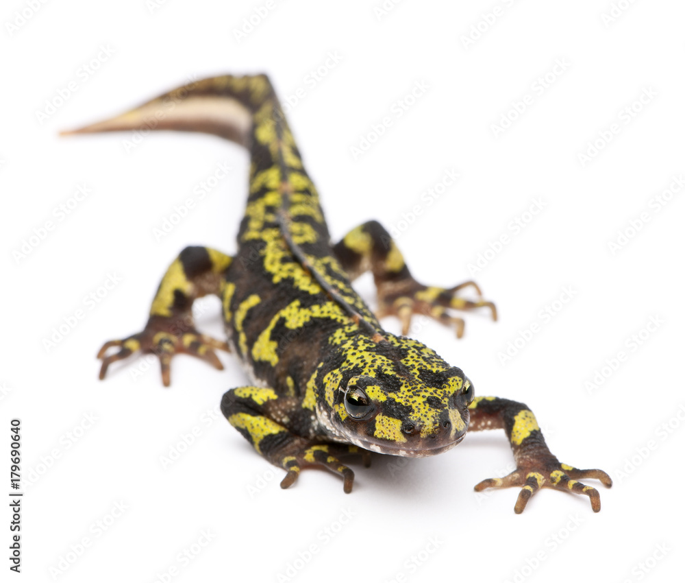 Naklejka premium Marbled Newt - Triturus marmoratus