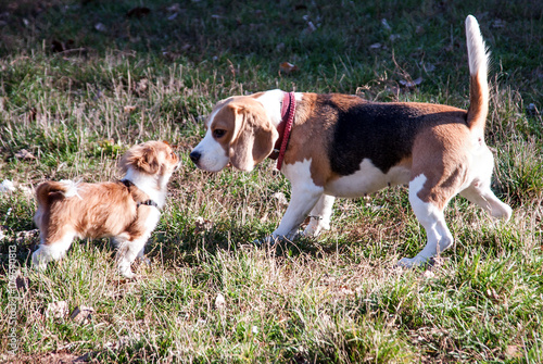 Fototapeta Naklejka Na Ścianę i Meble -  puppy and dog beagle