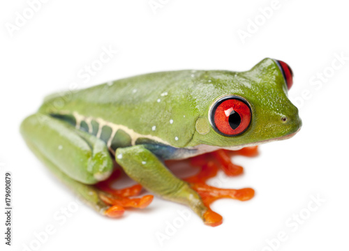 Red-eyed Treefrog, Agalychnis callidryas, against white background