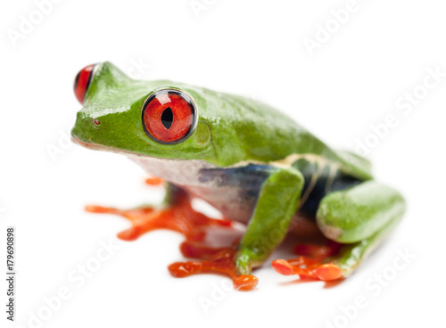 Red-eyed Treefrog, Agalychnis callidryas, portrait against white background