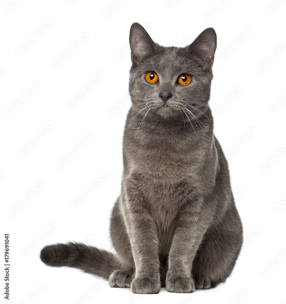Chartreux, 9 months old, sitting against white background